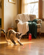 Cat pouncing at laser dot from The Solo Play Laser