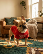 Dog in The Everyday Tee round-neck shirt on a rug